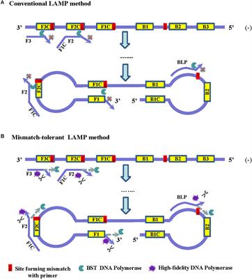 A Mismatch-Tolerant Reverse Transcription Loop-Mediated Isothermal Amplification Method and Its Application on Simultaneous Detection of All Four Serotype of Dengue Viruses